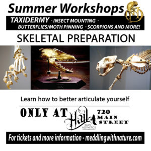 Skeletal Preparation and Articulation