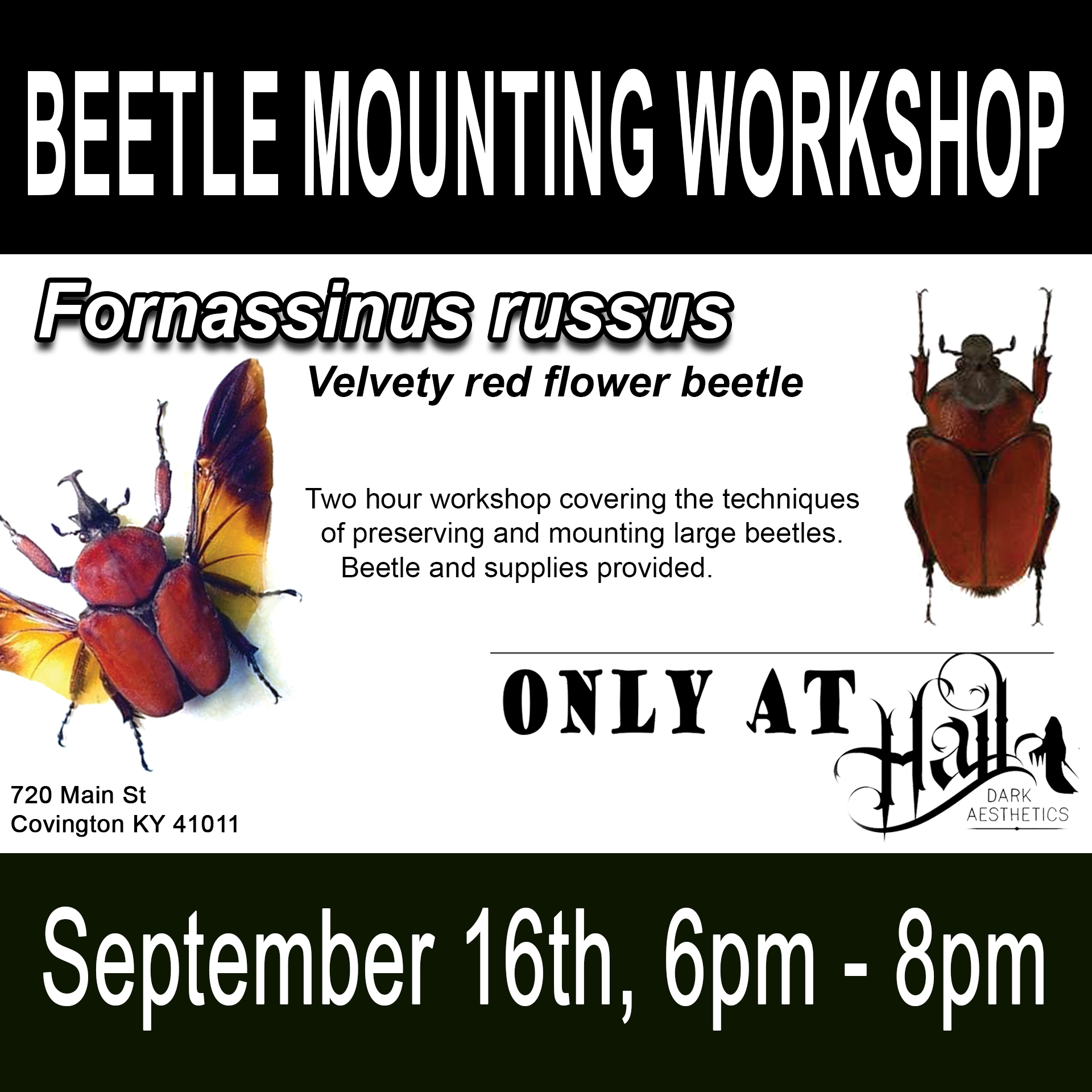 BEETLE MOUNTING WORKSHOP