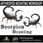 Scorpion Mounting at Hail Scorpion Mounting at Hail
