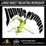 jungle nymph mounting at hail 1 jungle nymph mounting at hail 1