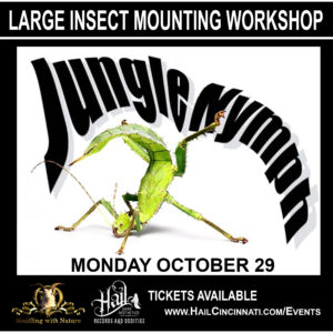 Jungle Nymph Insect Mounting Workshop