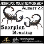 Scorpion Mounting august 22