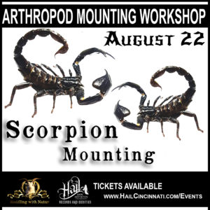 Scorpion Mounting
