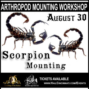 Scorpion Mounting