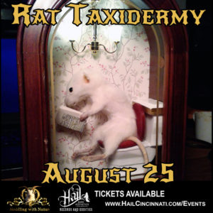 RAT TAXIDERMY