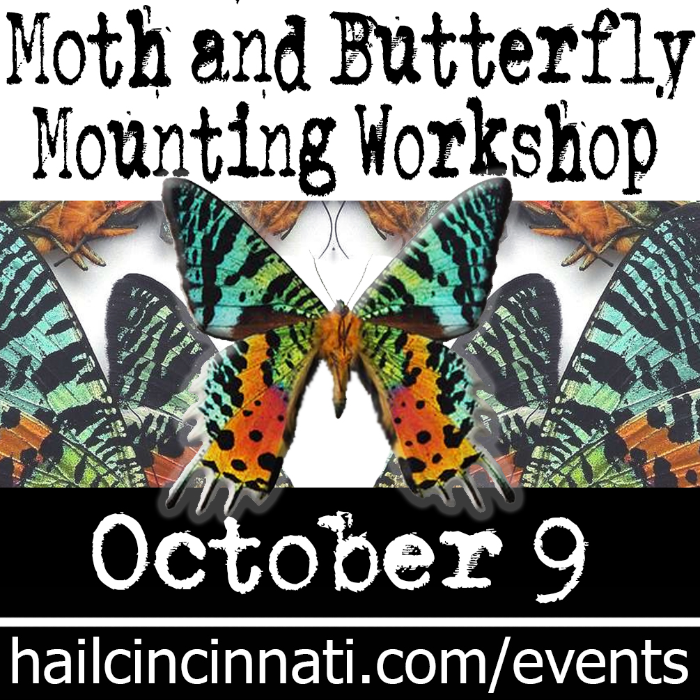 Butterfly Pinning and Mounting