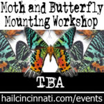 Butterfly Mounting Workshop_tba