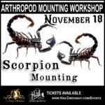 Scorpion Mounting November 18